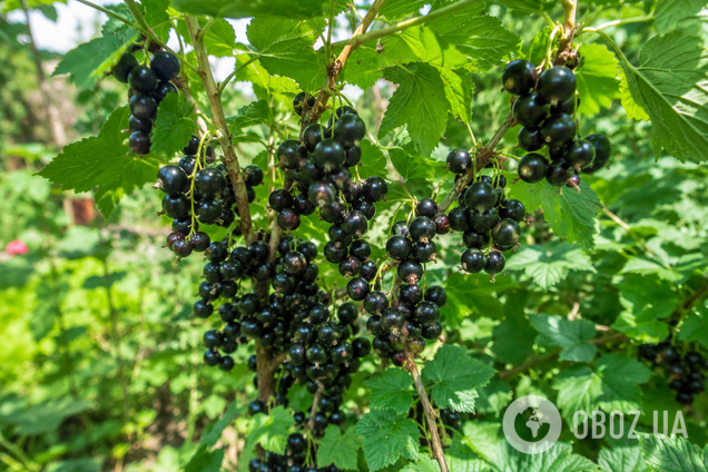 Уход за кустами смородины осенью: что нужно сделать после сбора урожая