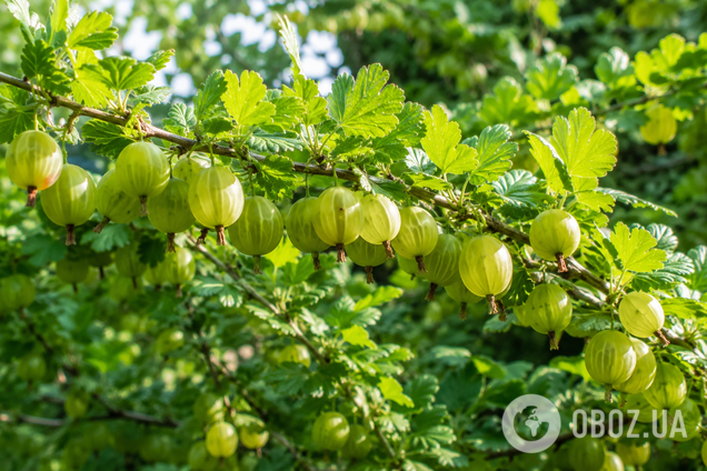 Чим підживити аґрус - поради для дачі