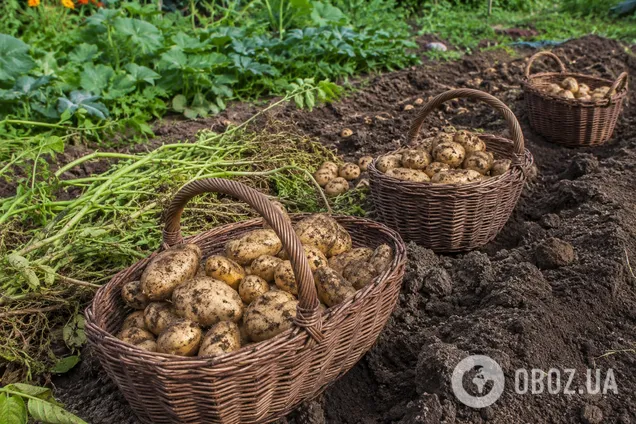 Одна помилка може зіпсувати урожай: чому не варто поспішати копати картоплю