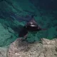На дне Карибского моря обнаружили 20 новых видов: среди них странная кошачья акула