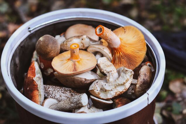 Как вкусно замариновать грибы по-итальянски: не будет привкуса уксуса