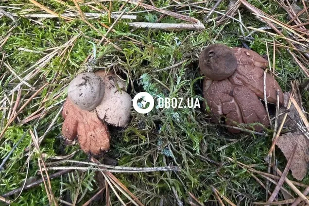 В Киевской области обнаружили уникальный гриб, похожий на звезду. Фото, видео и подробности