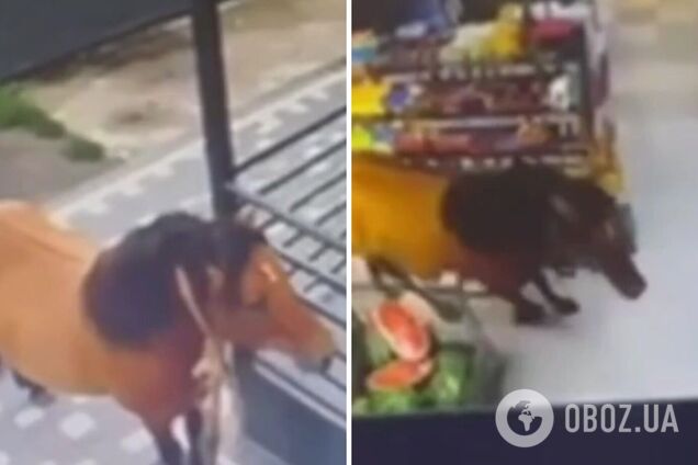 На Закарпатье лошадь заглянула в супермаркет и устроила переполох. Видео