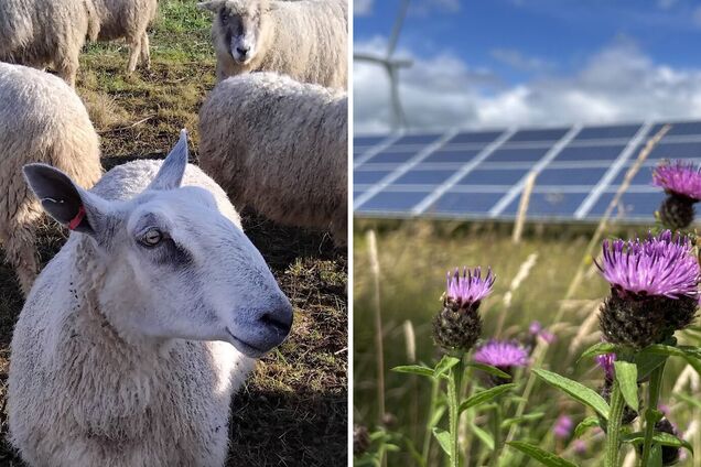 Овцы на солнечной электростанции Westmill Solar