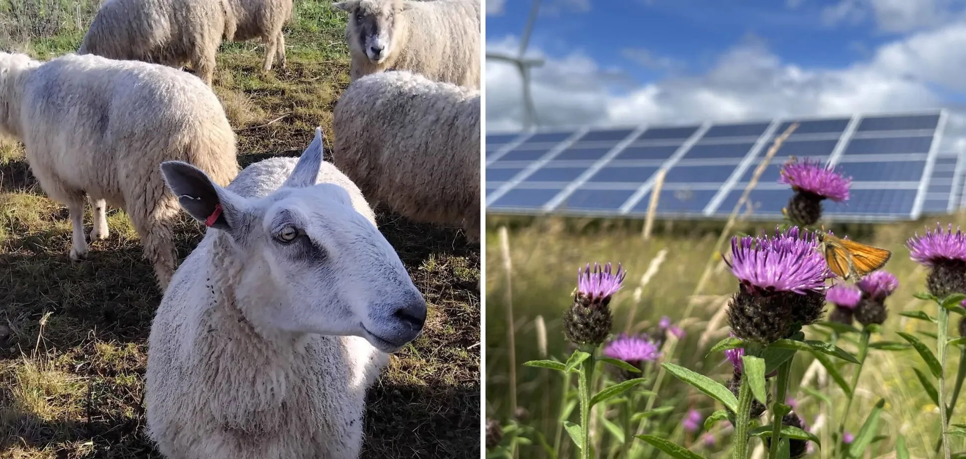 Вівці на сонячній електростанції Westmill Solar